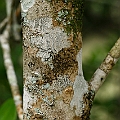 Ceriops australis (Smooth-fruited Yellow Mangrove) in Aeroglen<br />Canon KDX (400D) + EFS60 F2.8